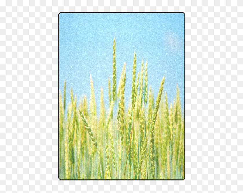 Triticale Clipart