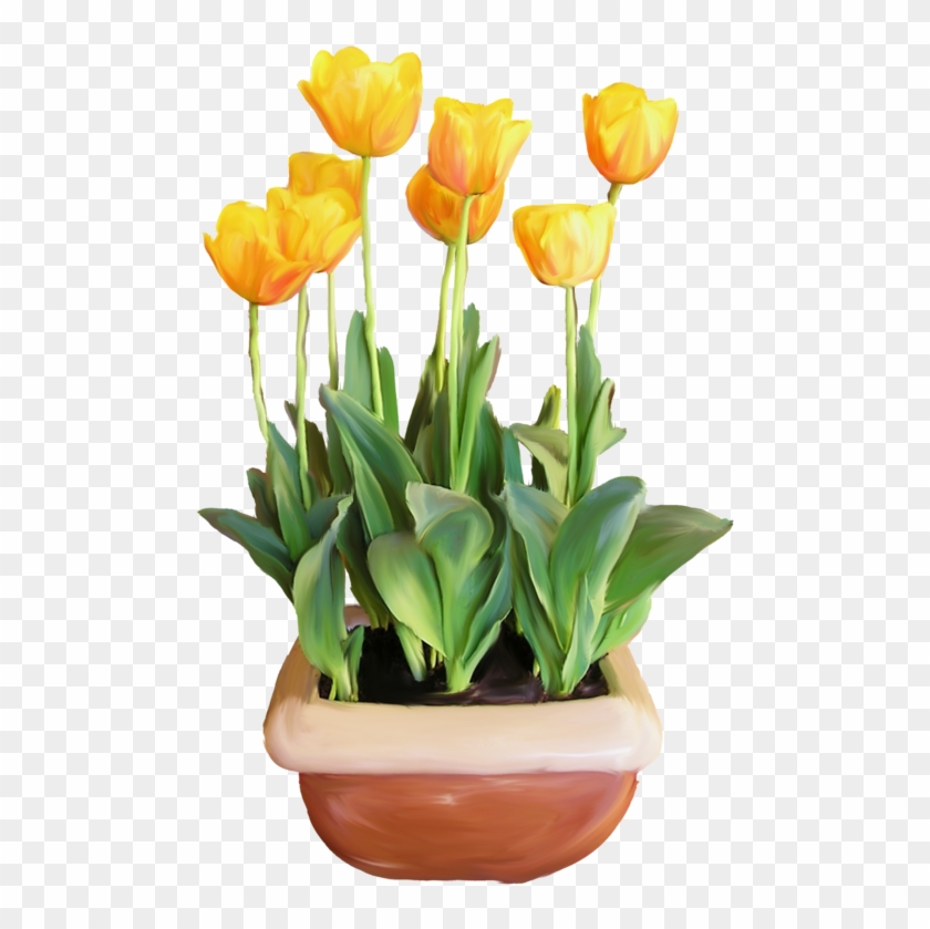 Фотки Potted Plants, Potted Flowers, Flower Pots, Flower - Tulip Clipart #5136136