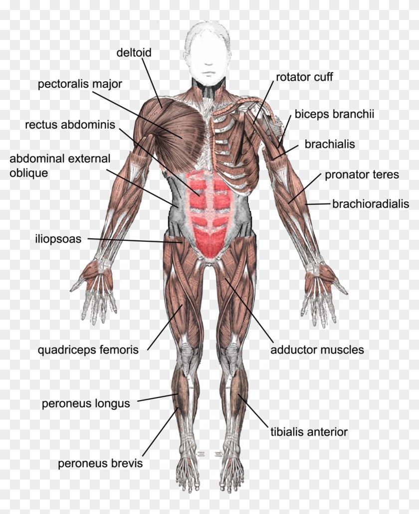 Muscles Under Arm - Tendons And Ligaments In The Body Clipart #5136892