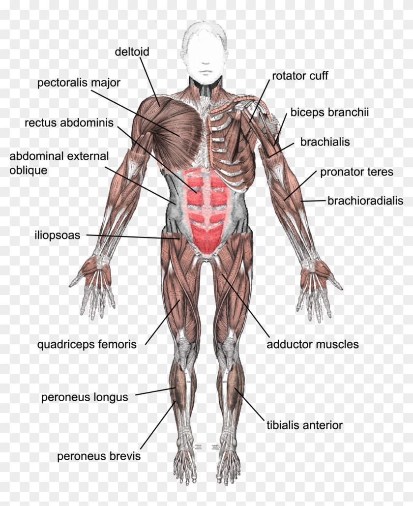 Muscles Under Arm - Tendons And Ligaments In The Body Clipart