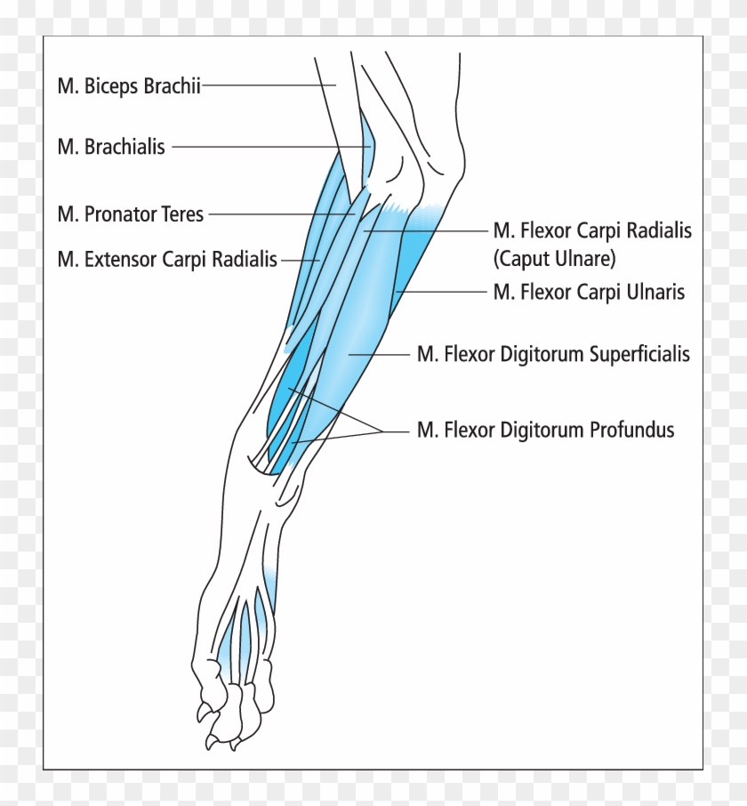 The Superficial Muscles At The Medial Side Of A Right - Superficial Digital Flexor Dog Clipart #5137068