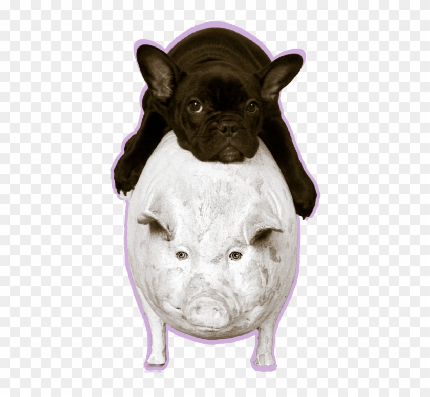 His Clientele Includes Jennifer Aniston, Charlize Theron, - Domestic Pig Clipart