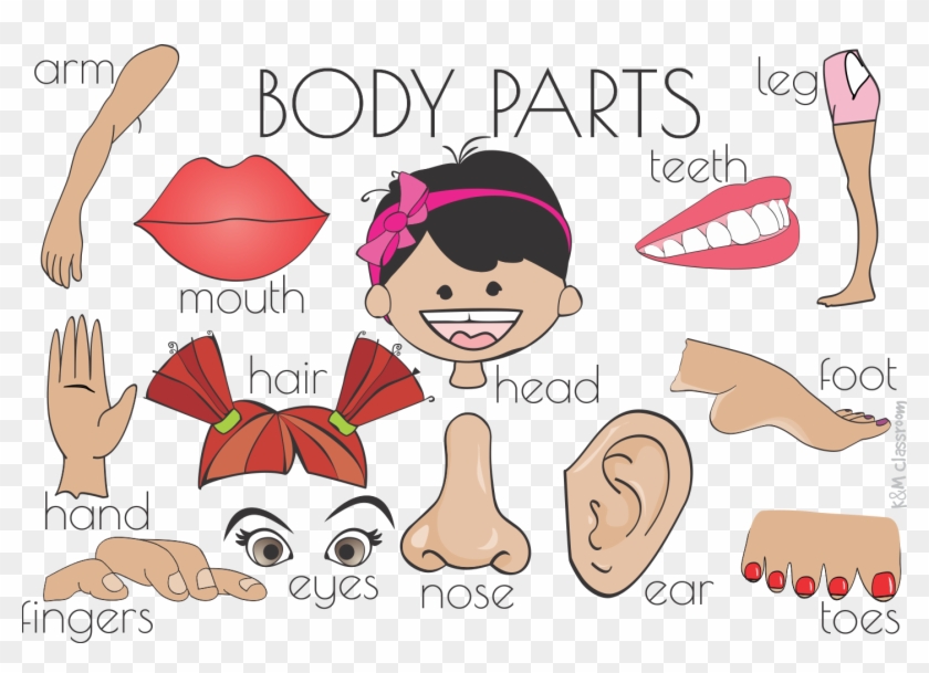 Ear Clip Body Part - Body Parts Flashcards - Png Download