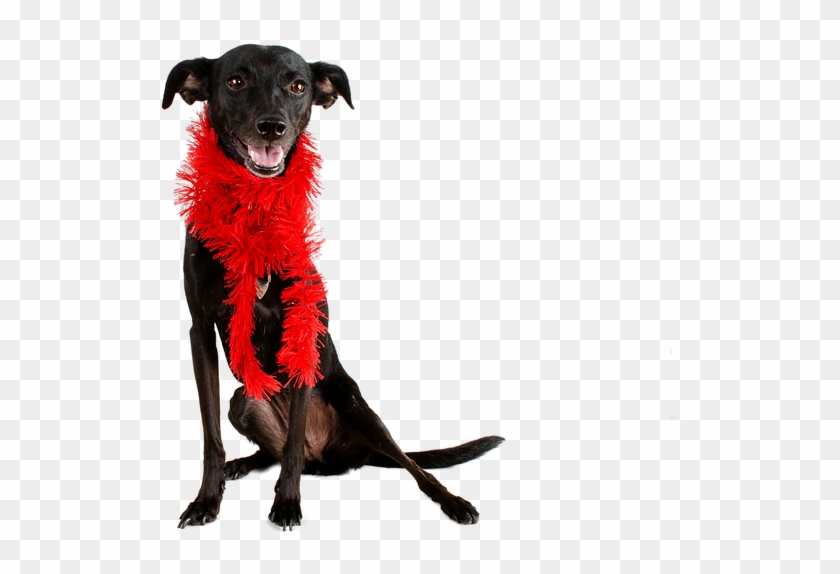 Dog Black Dog Pet Mutt Black Animal Cute Canine - Black Greyhound Valentine Clipart