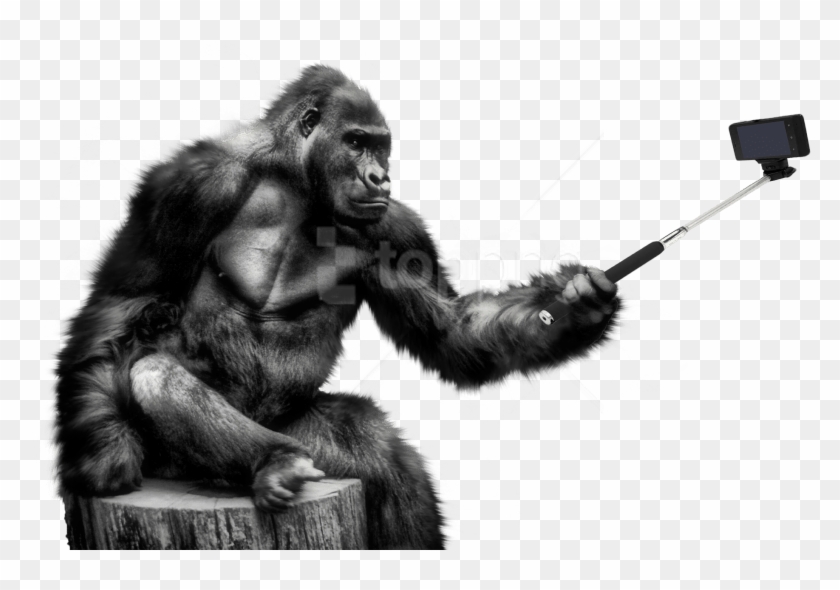 Free Png Download Gorilla Png Images Background Png - Gorilla Png Hd Clipart #5140001