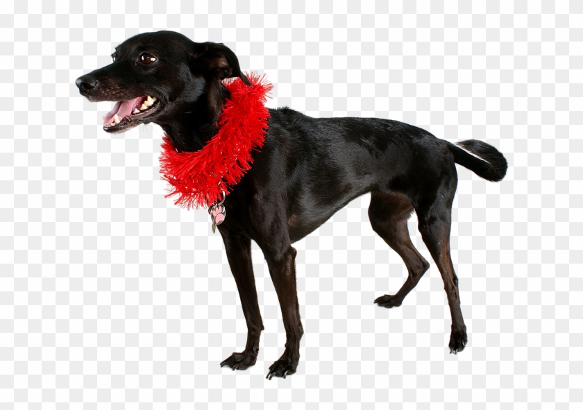 Dog Black Dog Pet Mutt Black Animal Cute Canine - Dog Catches Something Clipart #5140066