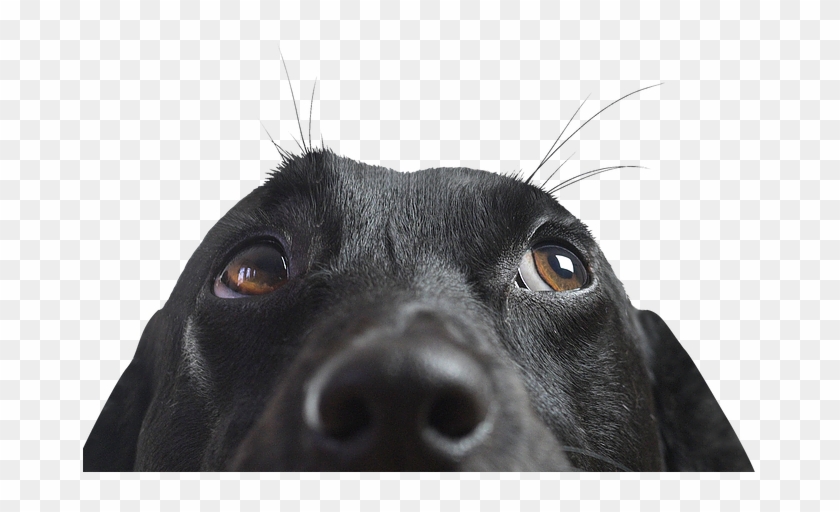 Closeup Of A Black Dog - Hound Of The Baskervilles Hound Clipart