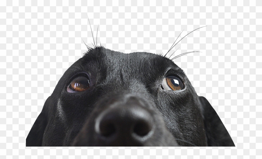 Closeup Of A Black Dog - Hound Of The Baskervilles Hound Clipart #5140288