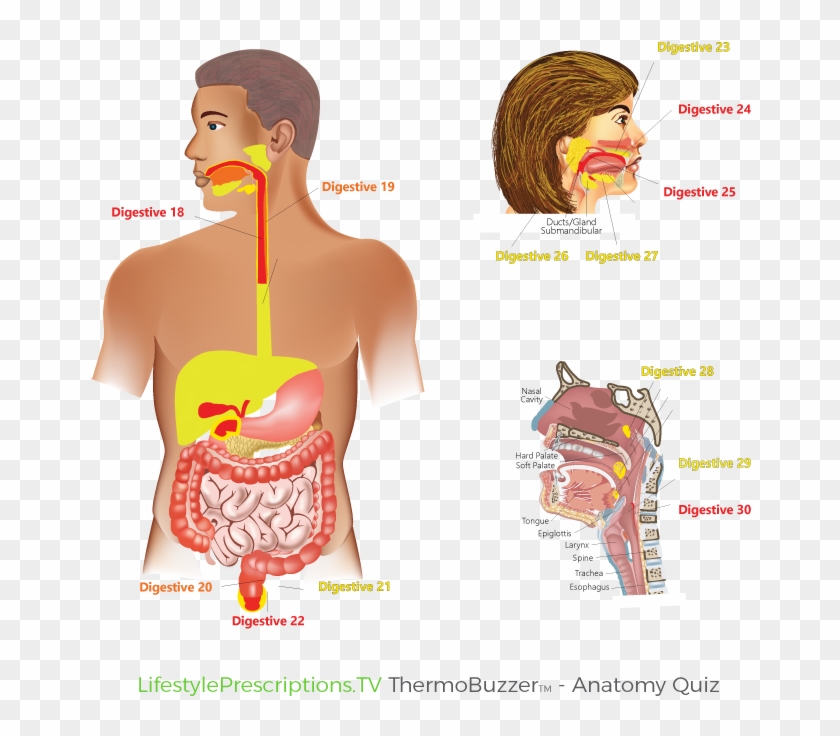 Thermobuzzer Anatomy Quiz Image700 700 Digestive2 - Illustration Clipart #5140574