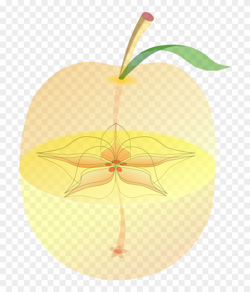 Anatomy Png - Apple Fruit Center Clipart #5140627