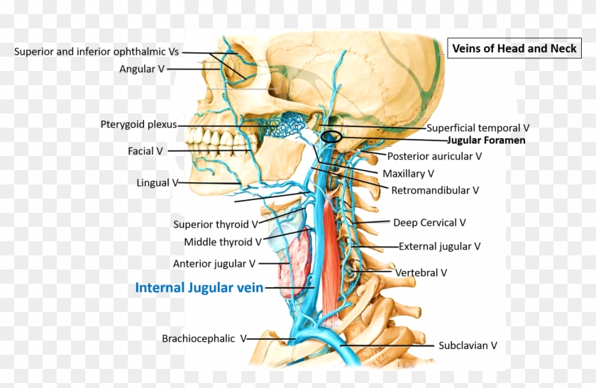 Course Of Internal Jugular Vein - Internal Jugular Vein Course Clipart #5140651