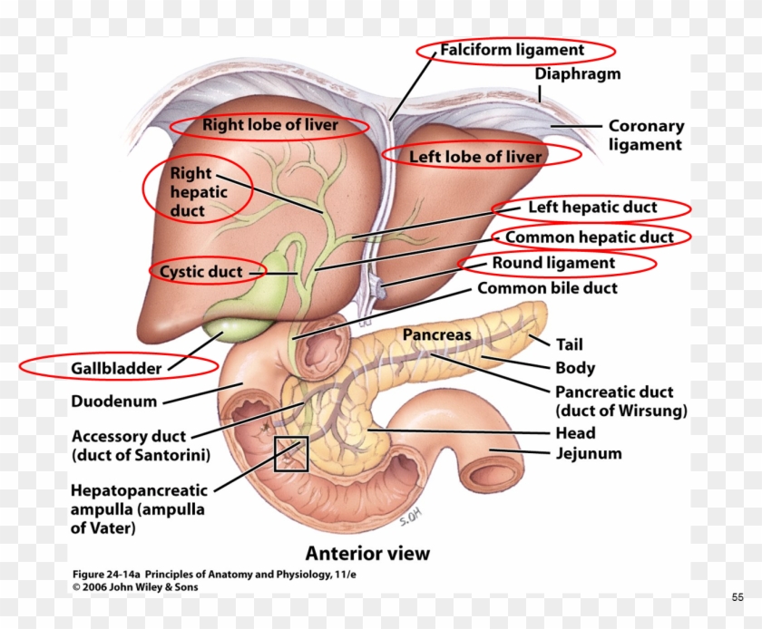 Png Anatomy Gallbladder Pancreas Google - Liver Gallbladder Pancreas And Ducts Clipart