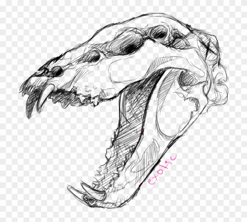 Graphic Download Been Doin Some Anatomy - Animal Skull Drawing Clipart #5141126