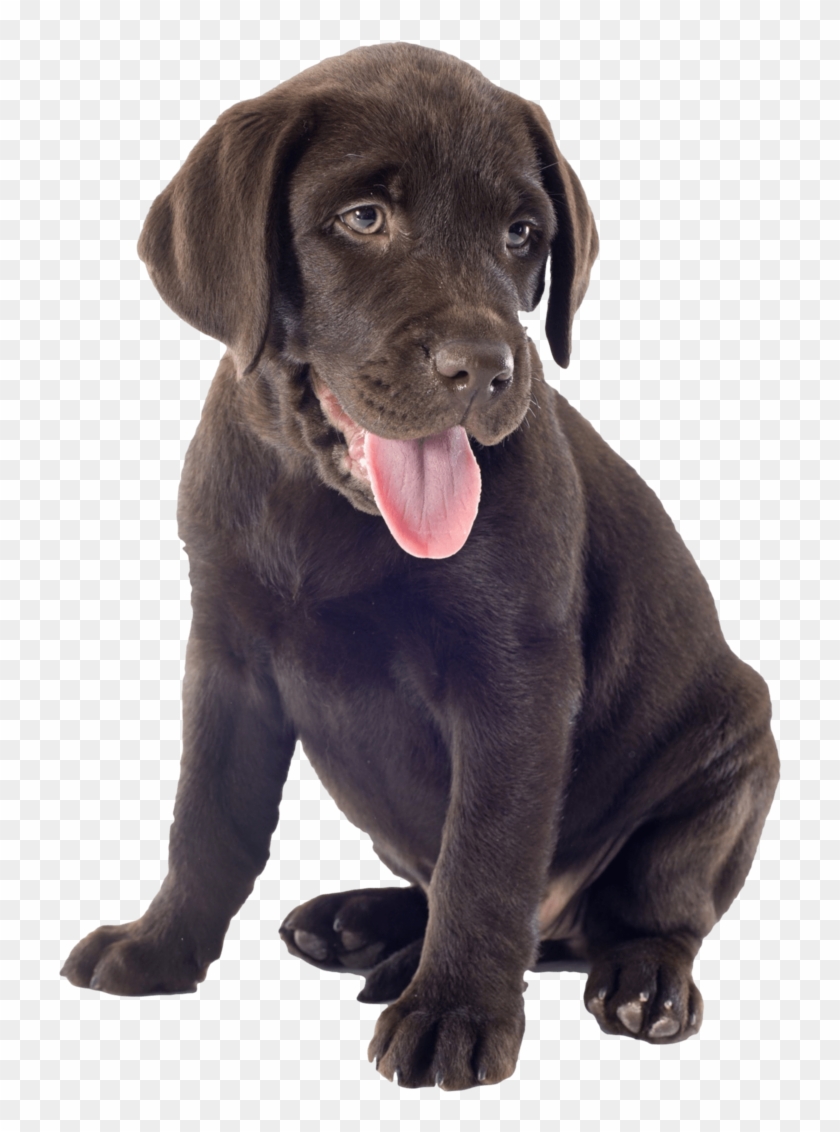 Chocolate Lab Png - Chocolate Lab Puppy Transparent Clipart #5141157