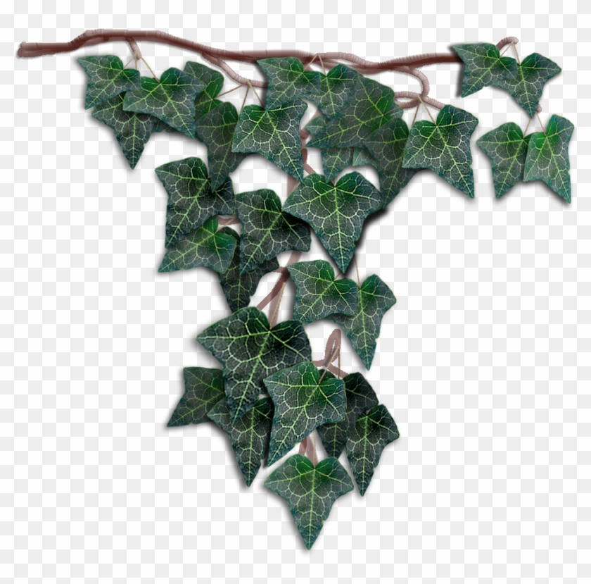Datura Inoxia Clipart