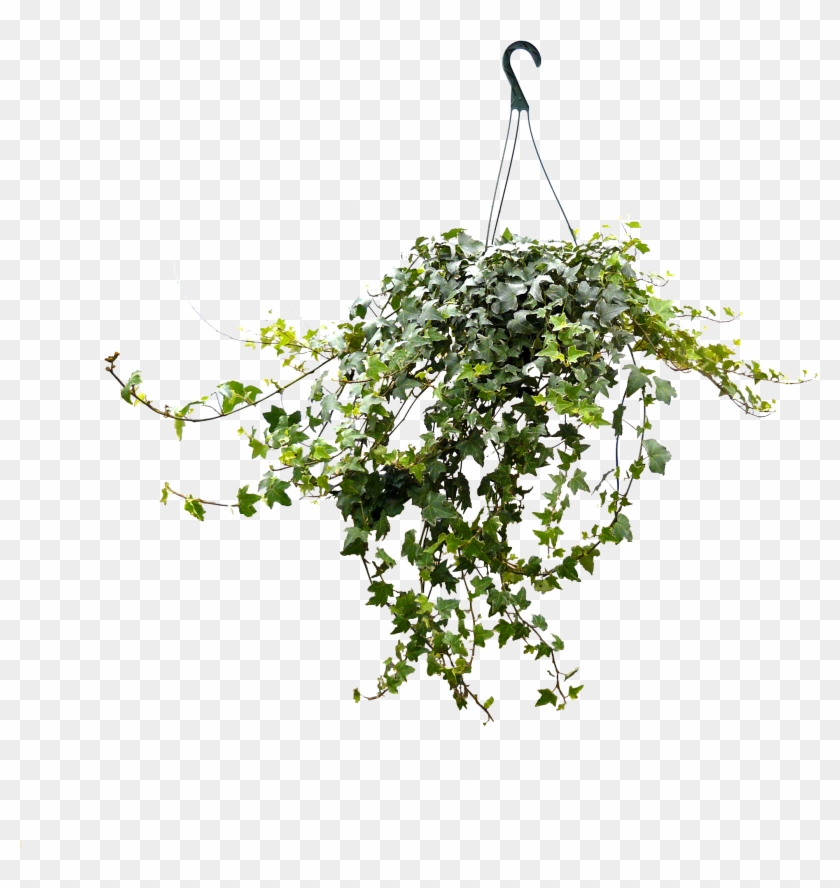 8in Ivy Hanging - Tree Clipart #5141441