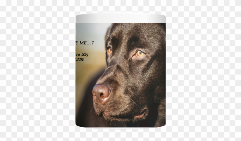 Love My Chocolate Lab Best Mug Ever For Labrador Lovers - Labrador Retriever Clipart #5141443