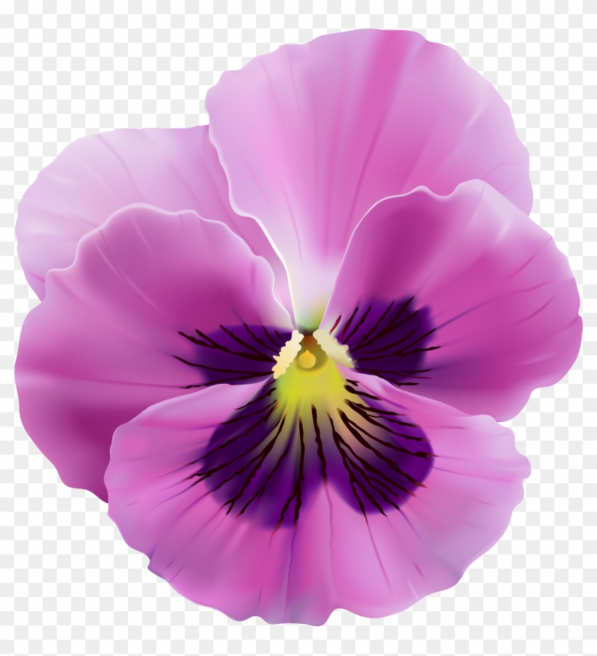 View Full Size - Viola Flower Png Clipart
