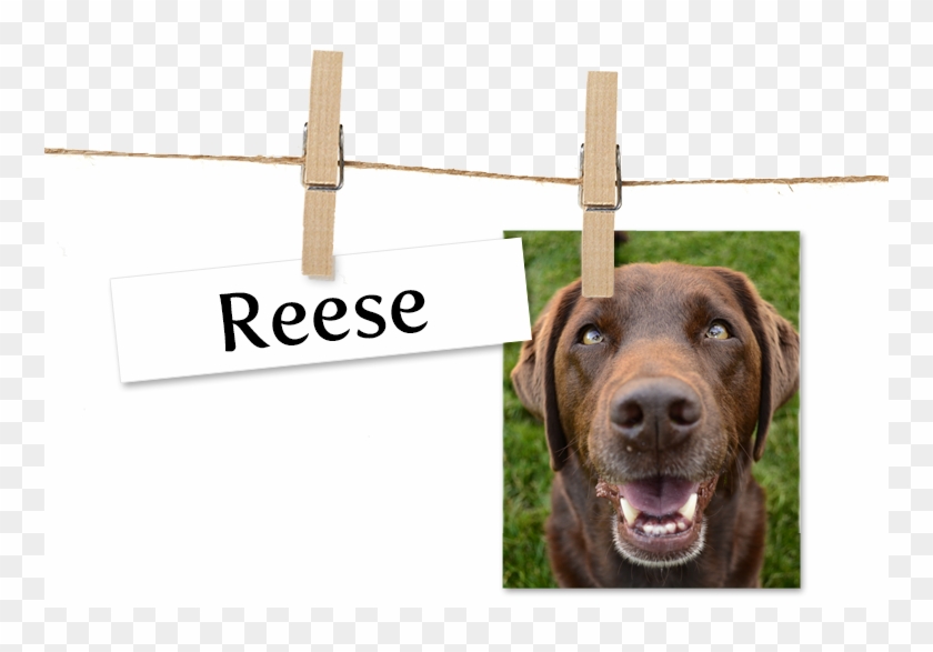 Dog Catches Something Clipart #5141507