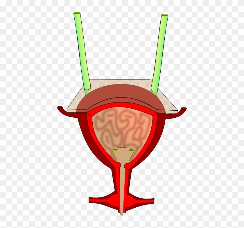 Bladder Anatomy - Bladder Png Clipart