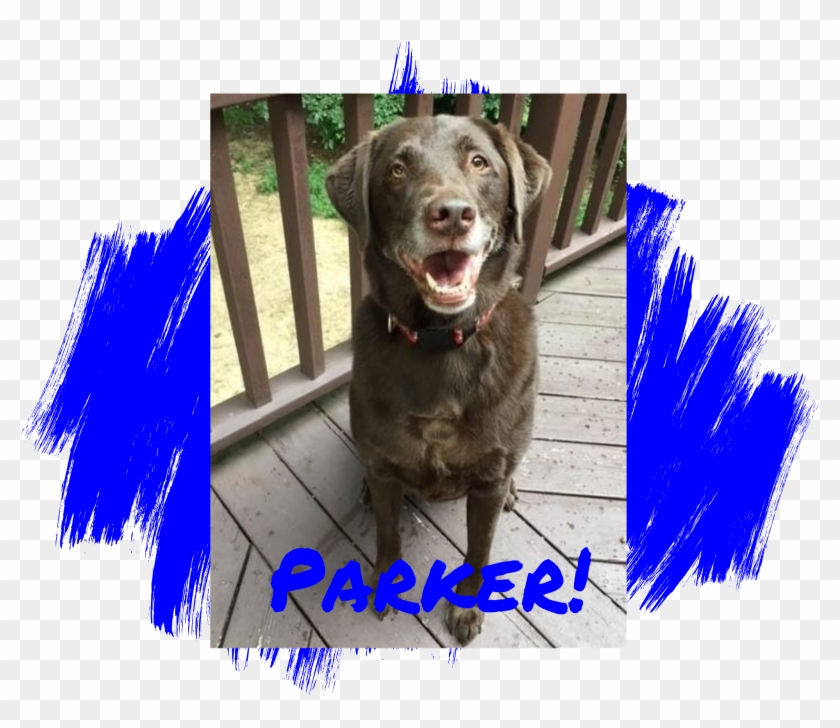 Dog - Labrador Retriever Clipart #5141587