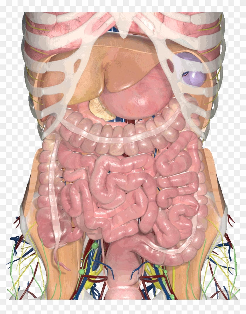 Abdominal Anatomy Gif , Png Download - Illustration Clipart #5141625