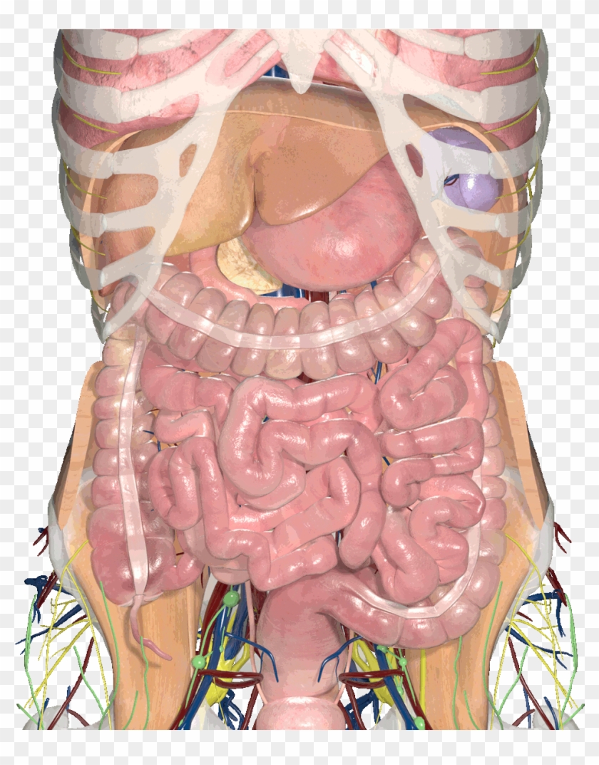 Abdominal Anatomy Gif , Png Download - Illustration Clipart