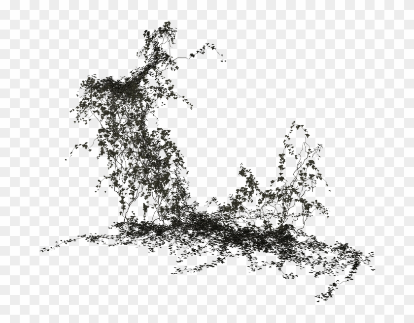 Ivy Texture Png - Ivy Climber Plant Png Clipart