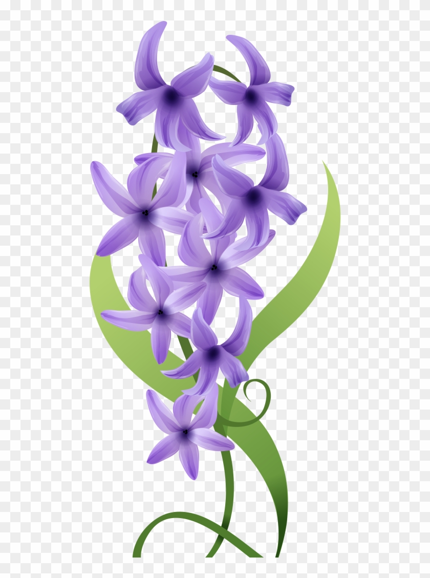 Violet Flower Drawing - Hyacinth Clipart #5141645