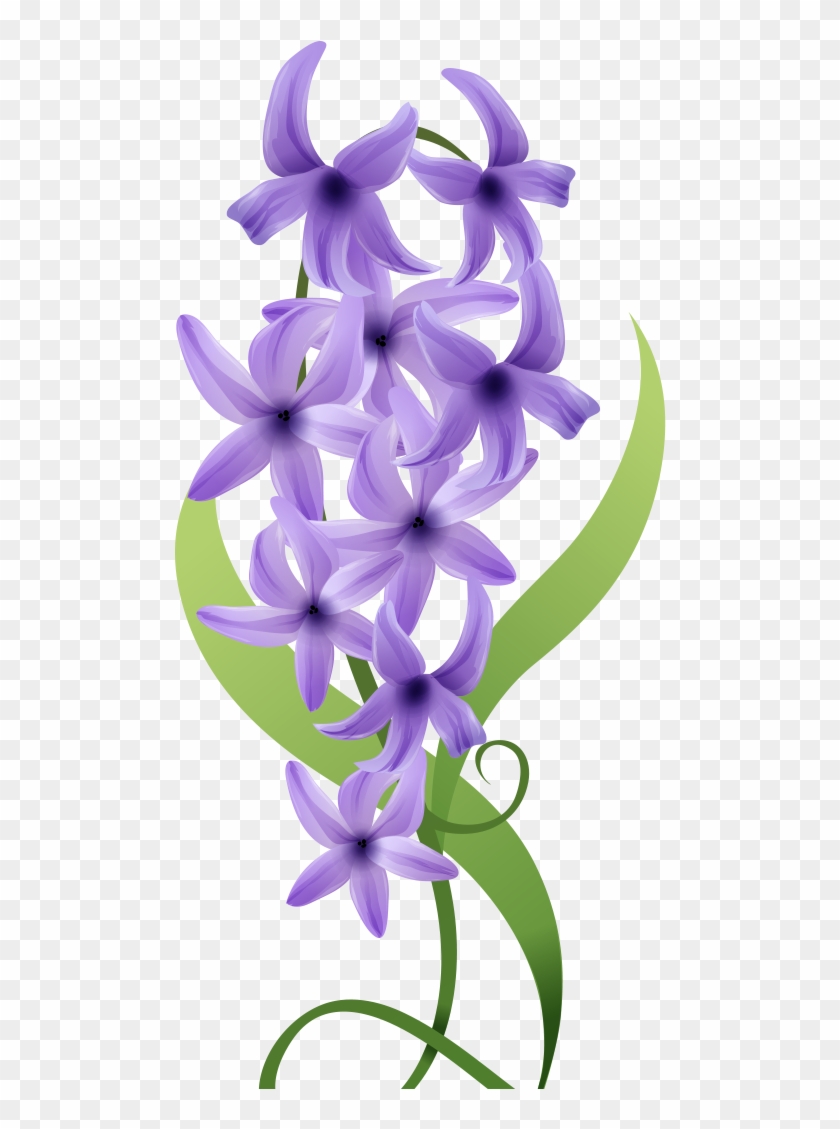 Violet Flower Drawing - Hyacinth Clipart
