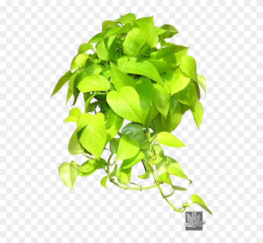 Epipremnum 'neon' Pothos Ivy Indoor Office Plants, - Epipremnum Neon Clipart #5141691