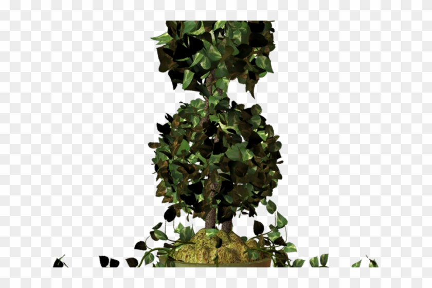 Pot Plant Clipart Ivy Plant - Sageretia Theezans - Png Download #5141857