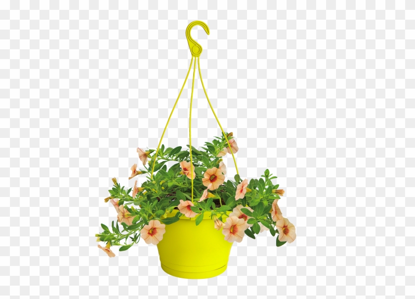 Home > Collection > Corsica Hanging Basket - Bouquet Clipart