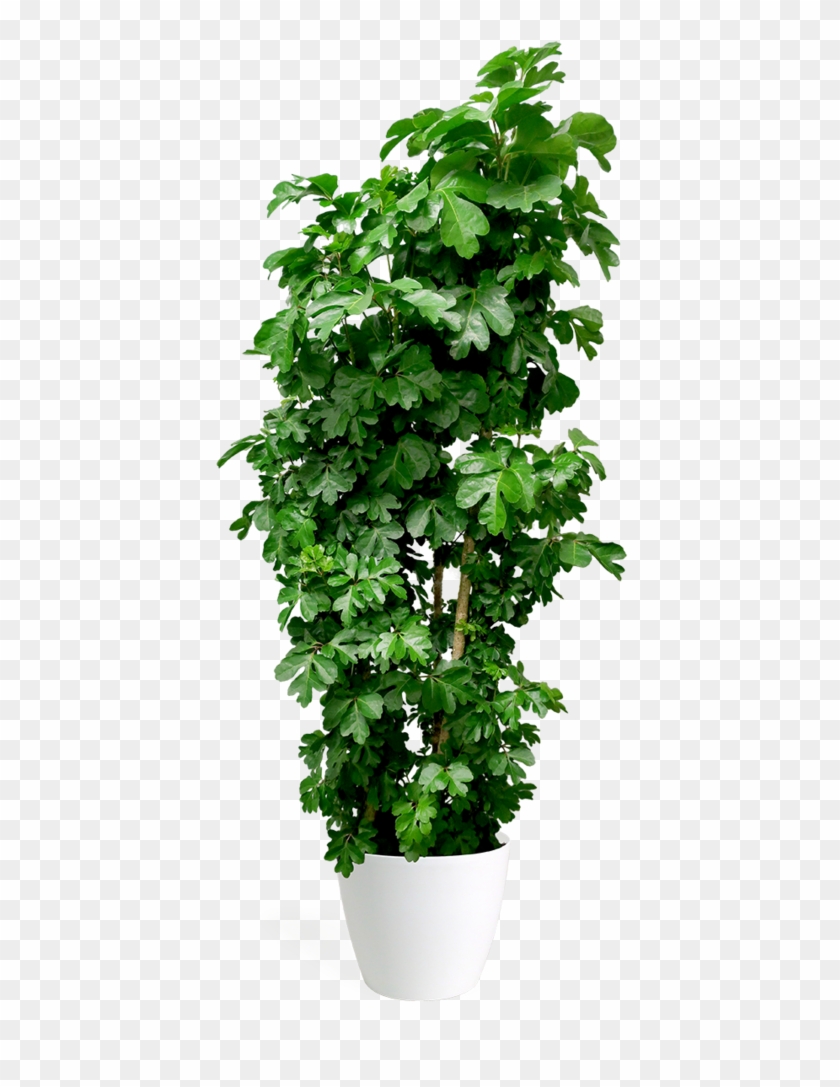 Featured Box Image - Flowerpot Clipart #5141961