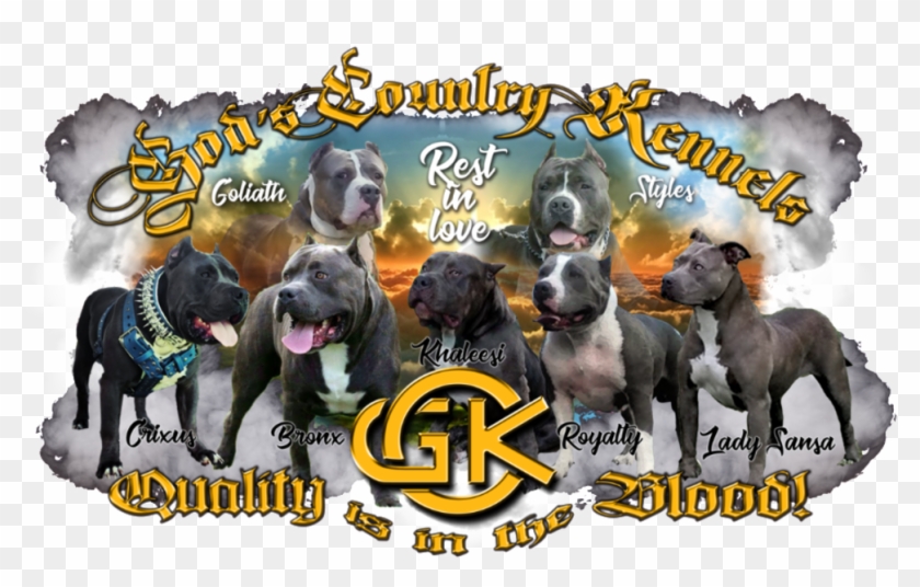 Matthew Maghinay Nose Bully - Companion Dog Clipart