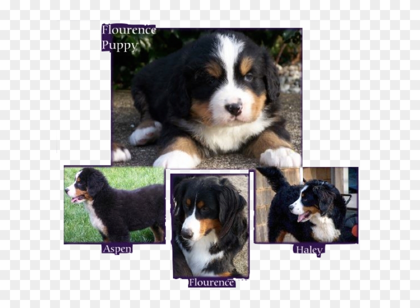 Philosophy - Bernese Mountain Dog Clipart