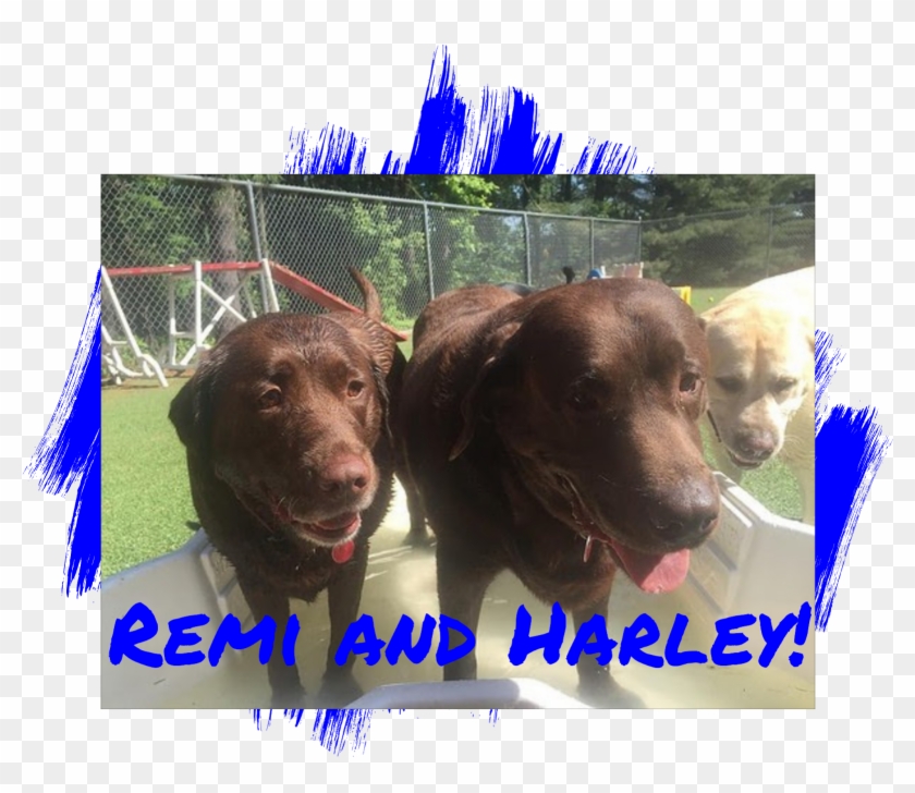 Dog - Lipstick Clipart