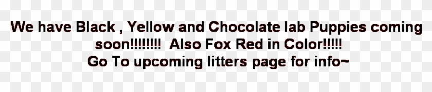 Chocolate Yellow Black Lab Puppies California - Carmine Clipart