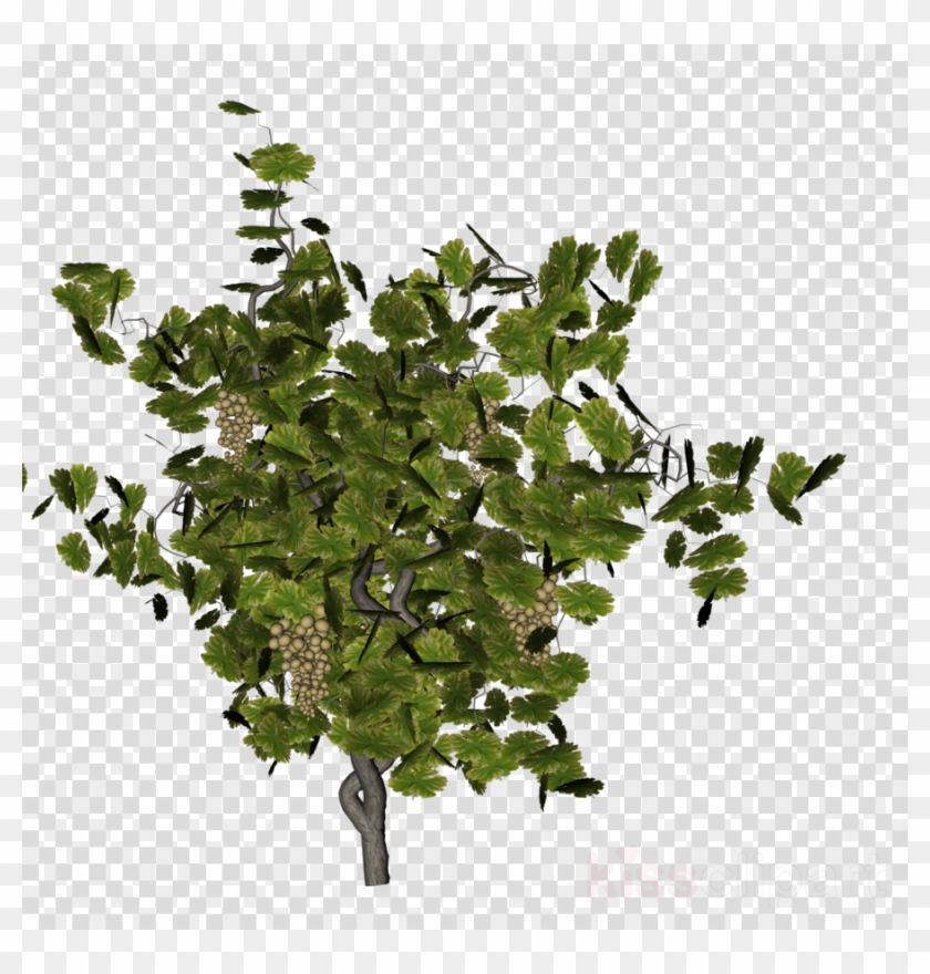 Grapevine Vector Grape Branch - Grape Clipart #5143443