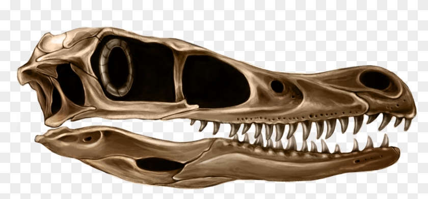 Specifically, My Research And Goal Is To Explore And - Skull Clipart #5144231