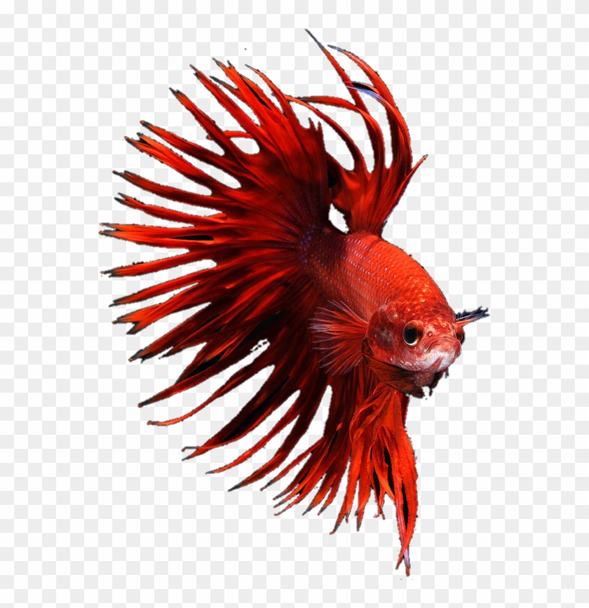 #betta #bettafish #bettasplendens #red #crowntail #crowntailmale - Bony-fish Clipart