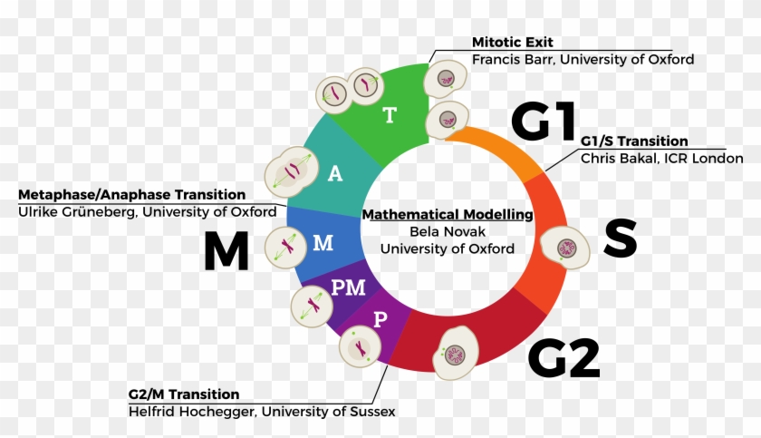 During Human Development And Growth, Cells Must Proliferate - Barr Body In Cell Cycle Clipart #5144271