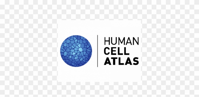 Human Cell Png - Circle Clipart #5144316
