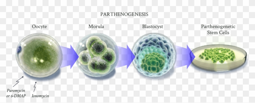 The Human Parthenogenetic Stem Cells Are Created By - Sphere Clipart