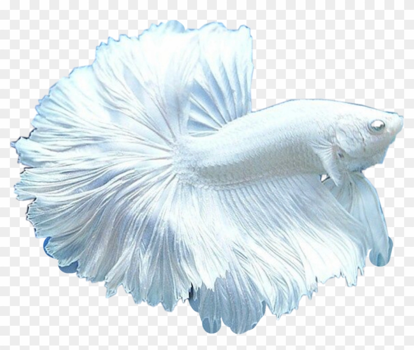 #white #beta #fish #beautiful #pet #freetoedit - Pure White Fighter Fish Clipart