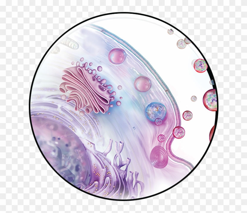 Exosome Png Clipart