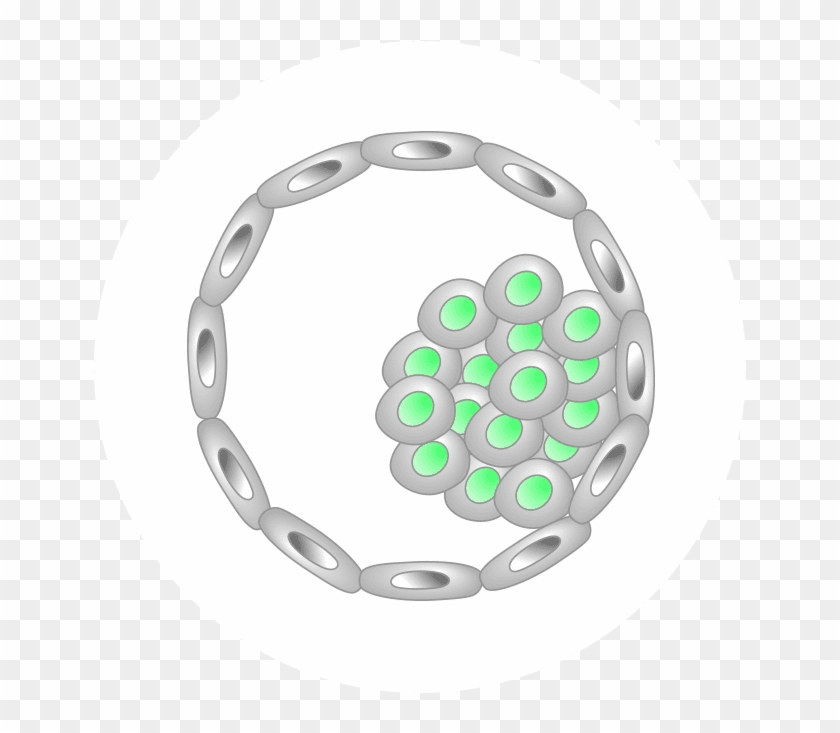 A Human Life Begins As A Fertilized Egg - Halo Reach Wolf Emblem Clipart #5144574