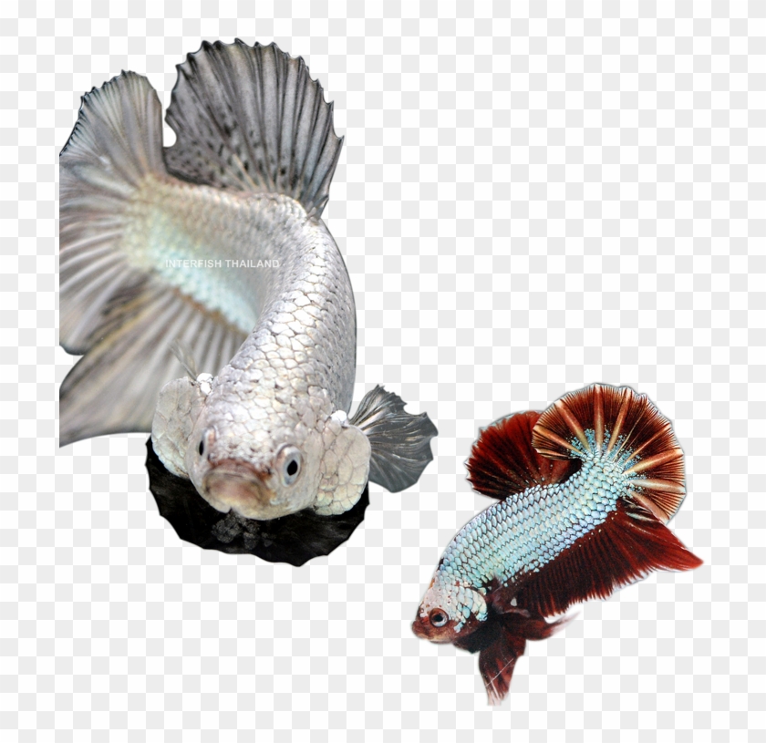 The Premium Betta Showroom @interfish Thailand - Marine Biology Clipart