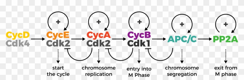 Therefore In This Hypothesis-driven Research Programme, - Cell Cycle Principles Of Control Clipart
