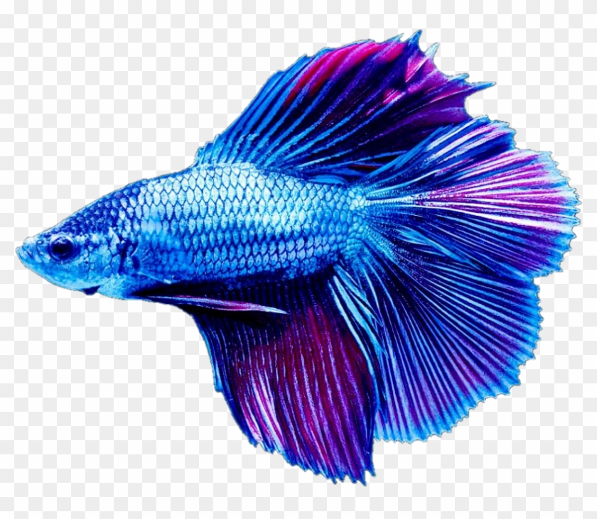 #fish #beta #blue - Siamese Fighting Fish Clipart